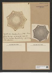Triceratium schmidtii var. pustulatum (de-Toni-Nr.: Genus 139, Species 3705*) Zeichnungen Sammlung Grunow Nr. 7185 (NHMW-BOT-W0376166)